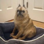 brussels griffon